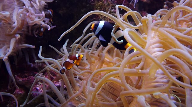 Vibrant clownfish, including Amphiprion percula and saddleback clownfish, swimming gracefully near moving tentacles of their host sea anemone in marine aquarium, occasionally turning toward camera