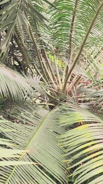 Leaves move in the wind during a sunny day in a tropical garden setting