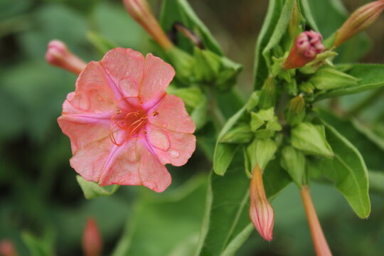 Mirabilis