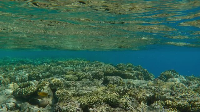 Edge flat-top on shallow coral reef with reflections on water surface with ripples. Natural underwater landscape with the top of the inner reef in sun glare