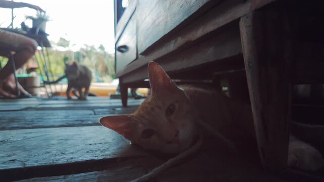 cat lying on wooden floor under furniture indoors, Curious pet feline resting in cozy home interior 4k