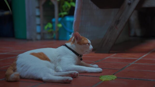 Ginger and white domestic cat resting on tiled courtyard by lush garden plants, Relaxed pet feline lounging outdoors in cozy home terrace 4k