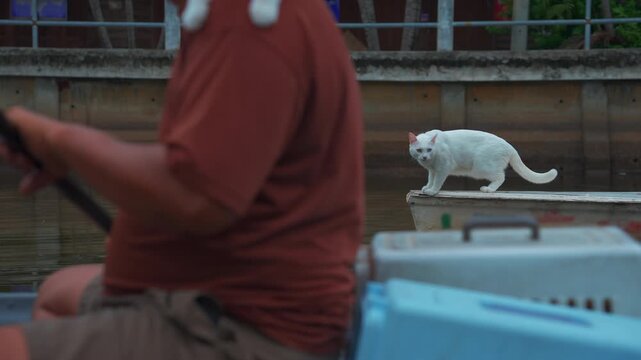 Domestic cats riding boat with paddlers at Lat Krabang water canal in Thailand, Curious pet feline traveling by canoe with people at Bangkok floating market 4k