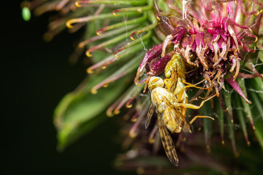 Kopulation der Gelben Kletten-Bohrfliege (Terellia tussilaginis) auf der Bl&uuml;te der Gro&szlig;en Klette (Arctium lappa)
