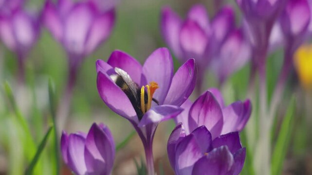 Bumblebee collecting nectar and pollen from blooming crocus flowers in early spring