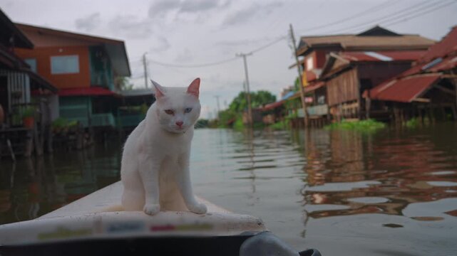 cute cats riding on small boat at Lat Krabang river canal in Thailand, Curious pet feline cruising water channel in Bangkok floating market 4k