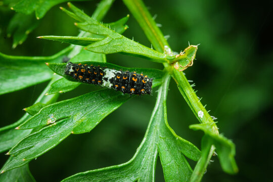 Raupe im ersten Stadium des Schwalbenschwanz (Papilio machaon)