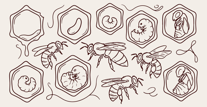 hand drawn honeycomb larva seamless pattern, vintage honeybee lifecycle vector illustration, dark purple honeycomb line art background, bee larva sketch fabric print design, beekeeping wallpaper patte