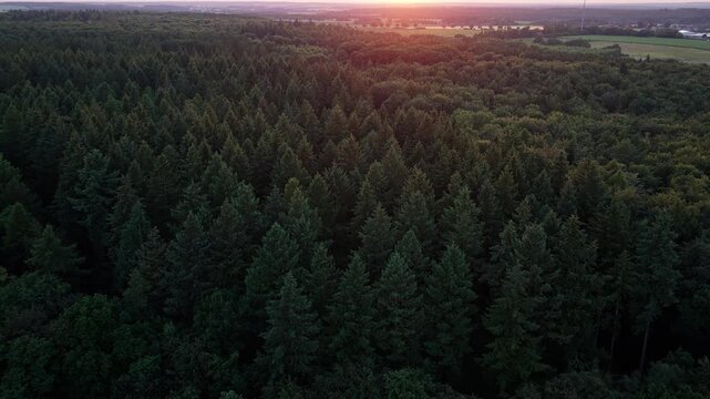 Green forest in summer aerial sunset. Sunset ecosystem and healthy environment. Sunrise nature. Tree growing in lush forest. Nature landscape sunrise. Landscape with forest in spring