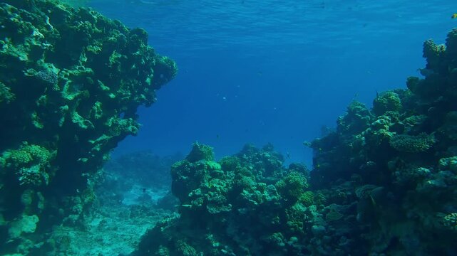 Outer coral reef against the blue water in bright sunlight and in the glare of the sun on a sunny day. Underwater landscape of coral reef in midday solar