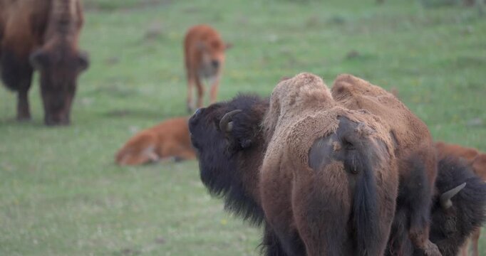 Close up of an American bison investigating and sniffing another individual by scent before performing a flehmen response. Natural social and reproductive behaviour captured in North America.