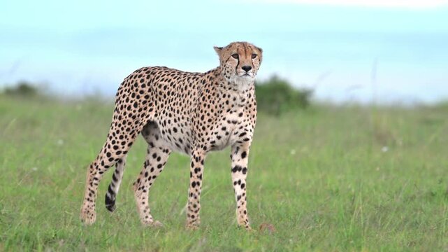 Cheetah, focused and alert in the wild. The video captures the intensity and precision of one of the world's fastest predators as it patrols its territory.
