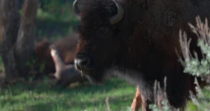 Mid shot of an American bison chewing cud with strands of saliva visible as it ruminates. Natural spring wildlife footage highlighting authentic feeding behaviour in North America.