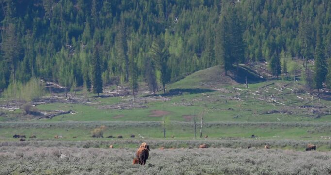 Wide shot of an American bison cow and her calf walking away into a spring valley. Peaceful wildlife footage capturing the bond between mother and offspring in a North American landscape.