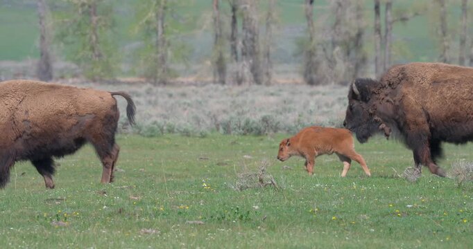 Wide shot of an American bison herd crossing an open landscape in North America. Clean editorial wildlife footage suitable for news, documentaries and environmental reporting.
