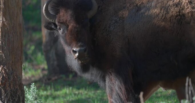 Slow motion shot of an American bison chewing cud as a Yellowstone tour bus passes in the blurred foreground. A cinematic moment highlighting the meeting of wildlife and tourism in North America.