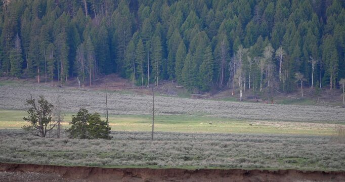 Wide shot of a wolf pack running across an open valley during spring, just in front of the tree-line. Wildlife footage capturing natural pack movement within a scenic North American landscape.