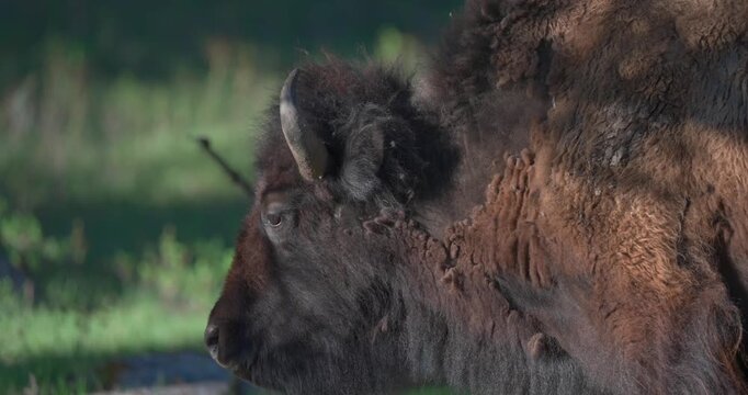 Mid shot of an American bison calmly chewing cud while resting between mouthfuls of grass. Peaceful spring wildlife footage showcasing natural rumination in a North American landscape.