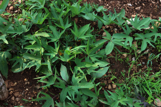 Ipomoea batatas. Green Batata plant with green leaves growing in the vegetable garden