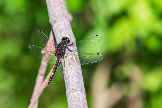 Lilypad whiteface dragonfly Leucorrhinia pectoralis perching on a thin tree branch in Latvia macro top view