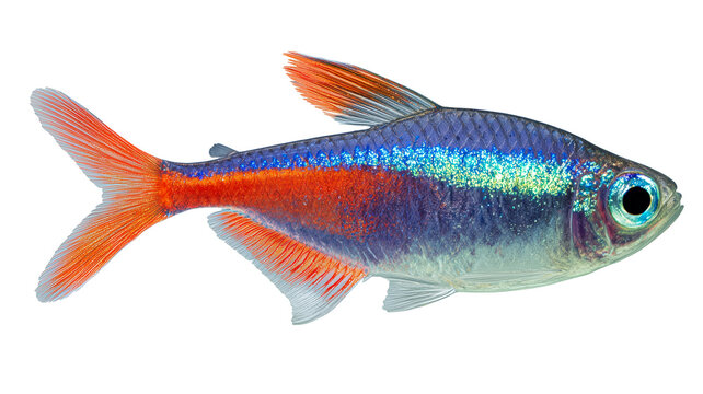Bright neon tetra fish swimming on white background
