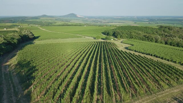 Aerial flight over a beautiful green vineyard in Villany, Hungary
