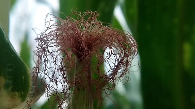 Close up eye level shot of stringy corn silk on a green maize ear trembling subtly in the wind.