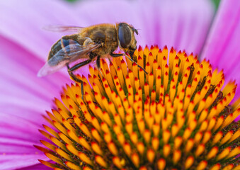Schwebfliege an einer Echinacea Blüte © Karl