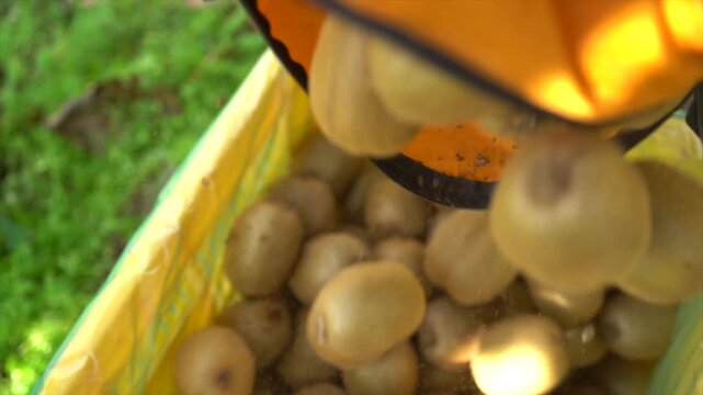 Pouring freshly harvested green kiwifruits into a yellow plastic crate at an orchard