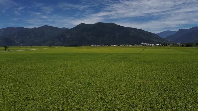Aerial view of vast vibrant green rice paddies stretching towards mountains in Chishang Taitung
