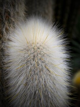 cactus peloso