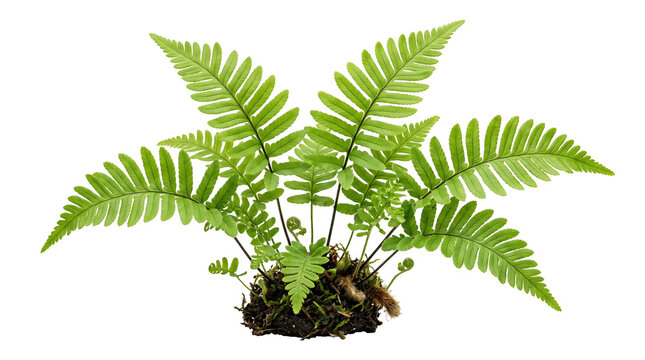 Vibrant green fern plant with fully unrolled fronds and small curled fiddleheads at base