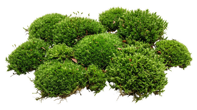 Pile of dark natural stones covered in patches of vibrant green moss