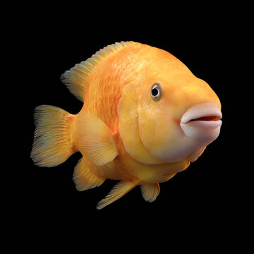 Golden mollie fish swimming on black background