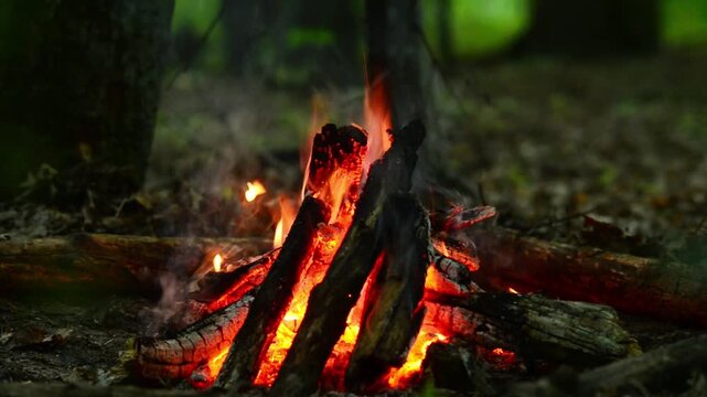 Bright orange bonfire flames blazing in summer woods loop, authentic crisp sound of splitting firewood and therapeutic wild bird songs background