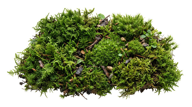 Mixed patch of varied green mosses with distinct textures and woodland debris
