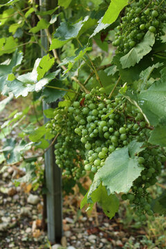 Close-up of raindrops on greenVine branches in the vineyard. Close-up of Pinot gris vineyard after rain 