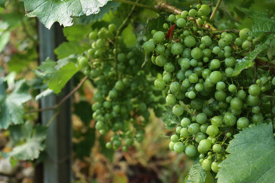 Close-up of raindrops on greenVine branches in the vineyard. Close-up of Pinot gris vineyard after rain 