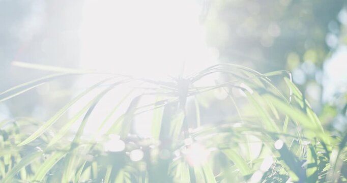 Plants, environment and growth in nature with leaves, biodiversity and sunshine for photosynthesis. Flare, ecosystem and sustainable outdoor with trees, botanical and horticulture for conservation