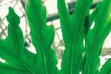 Macro photograph of a green Thaumatophyllum bipinnatifidum leaf. Prominent vein network © FuzullHanum