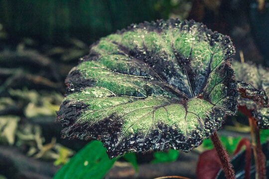 Begonia rex Hallelujah close-up leaf. Dark burgundy centers transition into metallic green zones