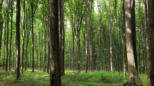 Sunbeams streaming through the dense green canopy of Codrii Pascanilor forest, creating a magical atmosphere in the Romanian woodland