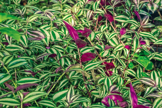 Tradescantia zebrina foliage growing densely as groundcover