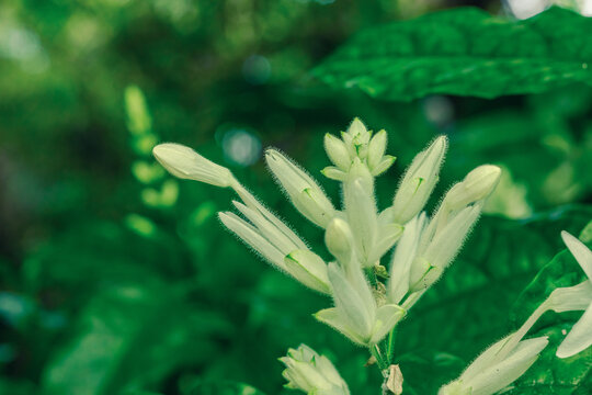 Inflorescence of Whitfieldia elongata with elongated buds and tubular flowers
