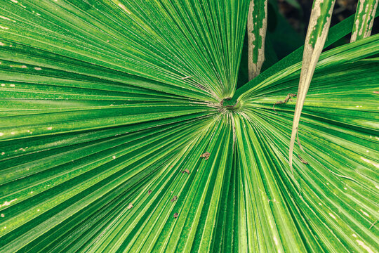 Radial pattern of a large fan palm leaf (Livistona) with prominent segments and parallel veins