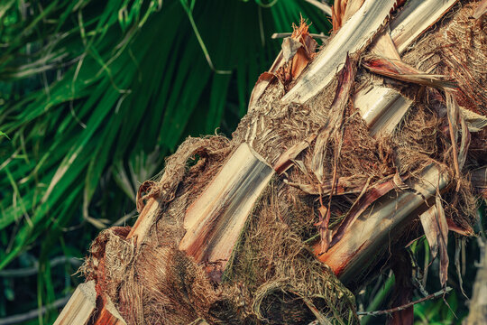 Fibrous texture of a palm trunk base with remnants of leaf petioles. Blurry Livistona leaves
