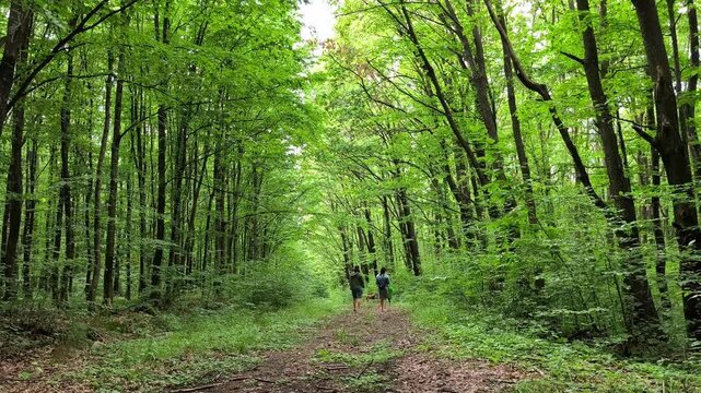 Sunbeams streaming through Codrii Pascanilor forest as two female friends and a dog walk along a path in the distant, sunlit background.