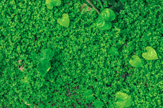 Dense carpet of Soleirolia soleirolii with tiny round leaves covered in water droplets