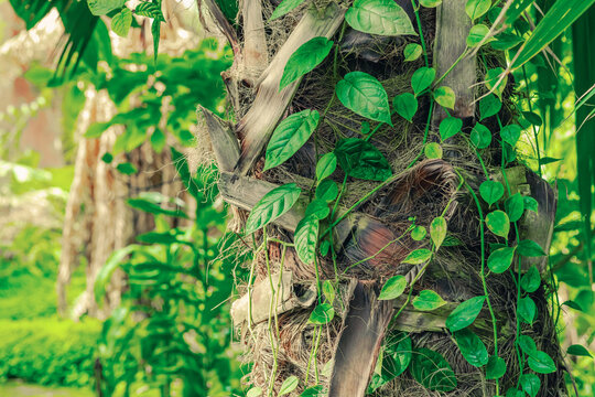 Green heart-shaped leaves on a climbing vine wrapping around a rough fibrous palm trunk