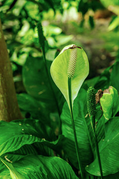 Spathiphyllum plant with his inflorescences. One bloom has wilted bract, other is developing fruit
